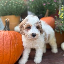 Raven - Parti female Goldendoodle puppy in Jacksonville, Florida from Dandelion Doodles