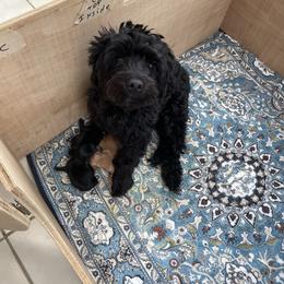Violet - Yorkipoo
