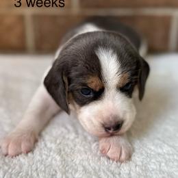 Kricket - Blue tan and white female Beagle puppy in Rogersville, Missouri from Hales Little Beagle Haven