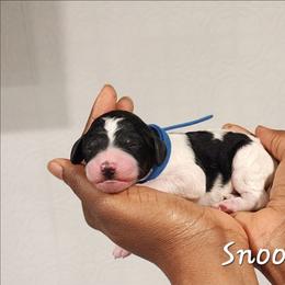 Snoopy - Parti male Poodle puppy in Dover, Delaware from Dogtastic Poodles