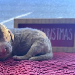 Gingerbread - Apricot female Poodle puppy in Overbrook, Kansas from Hidden Springs Poodles LLC
