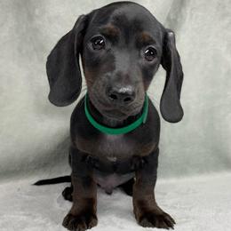 Male - Black male Dachshund puppy in Birmingham, Alabama from LongBottomDachshunds