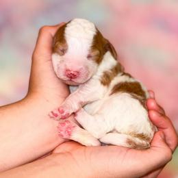 Apple - Parti female Goldendoodle puppy in Kissimmee, Florida from Poodle Doodle Kennels