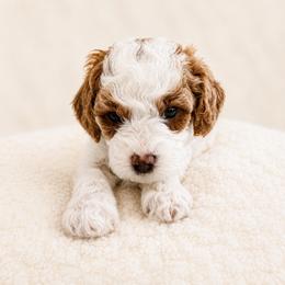 Noah - Blenheim male Cavapoo puppy in Ephrata, Washington from Mustard Seed Doodle Co.