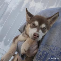 Boy - Brown and white male Siberian Husky puppy in Joshua, Texas from Frost-Kissed Kennels