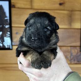 Ingo - Black and red male German Shepherd puppy in Garland, Maine from Vom Schön Traumhund