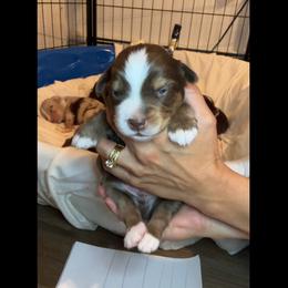Chanpagne - Red tri male Miniature Australian Shepherd puppy in Massapequa, New York from All That Auss Mini Aussies