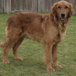 Lava, CGCA - Golden Retriever