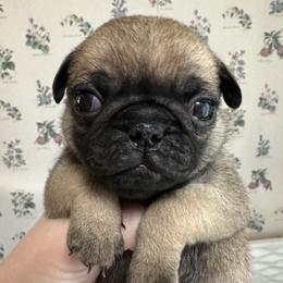 Grey - Fawn male Pug puppy in Hemet, California from Greek God Pugs