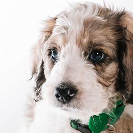 Green - "Smokey" - Bernedoodle puppy from Shabbey Sheek Bernedoodles