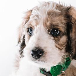 Green - "Smokey" - Bernedoodle puppy from Shabbey Sheek Bernedoodles