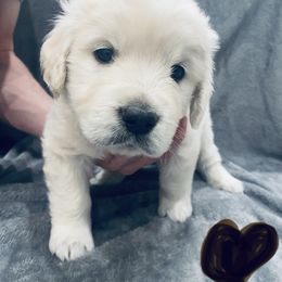 Golden Retriever Puppies from Valiant Goldens