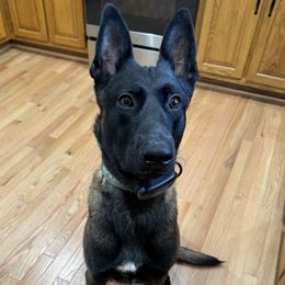 Maverick - Mahogany male Belgian Malinois puppy in Fore Store, Virginia from Minimal Mal