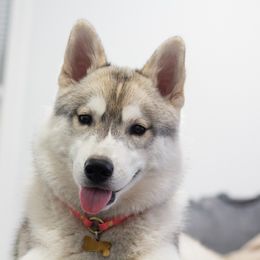 Siberian Husky Puppies from Zobela Siberians