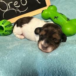 Oreo - Piebald male Dachshund puppy in Oscoda, Michigan from Northland Dachshunds