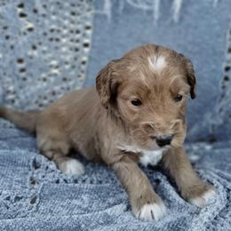 Boy 2 - Apricot male Australian Labradoodle puppy in Harrisonburg, Virginia from Crown Doodles