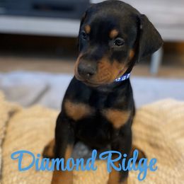 Blue collared - Black and rust male Doberman Pinscher puppy in Winamac, Indiana from DIAMOND RIDGE DOBERMANS