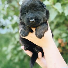 Sterling - Black and tan male German Shepherd puppy in Berwick, Maine from Vom Rindahaus Shepherds