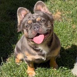 Sunshine (yellow female) - Tricolors French Bulldog puppy in Burbank, California from Floofie Frenchies