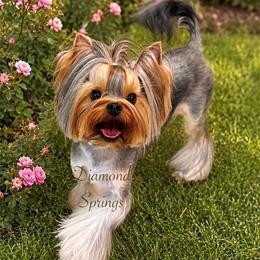 Boy - Blue and gold male Yorkshire Terrier puppy in Placerville, California from Diamond Springs Boutique