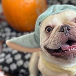 French Bulldogs from Bully Mates