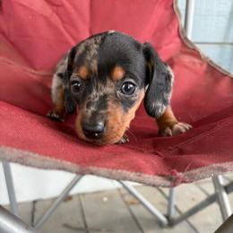 Bambi - Dapple male Dachshund puppy in Conroe, Texas from Dots Dachshunds