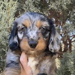 Dachshund Puppies from Long Dog Ranch