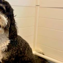 Nola - Bernedoodle