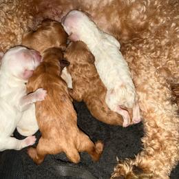 Cinnamon - Blenheim female Cavapoo puppy in Salem, Oregon from Oregon Poodle Oodle Doodles