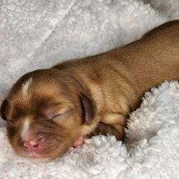 Cavalier King Charles Spaniel Puppies from The Country Beehouse