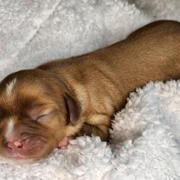 Cavalier King Charles Spaniel Puppies from The Country Beehouse