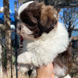 Oreo - Tricolor male Shih Tzu puppy in Azusa, California from RJ Shih Tzu lover