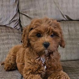 Ruby - Red female Cavapoo puppy in Blackfoot, Idaho from Rocky Desert Goldens and Cavaliers