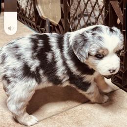Alvin - Blue merle male Miniature Australian Shepherd puppy in Madisonville, Texas from Diamond R Aussies
