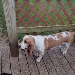 BJ - Basset Hound