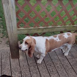 BJ - Basset Hound