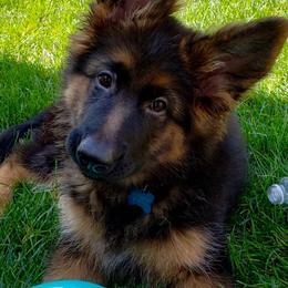 German Shepherd Puppies from Goldkuste German Shepherds