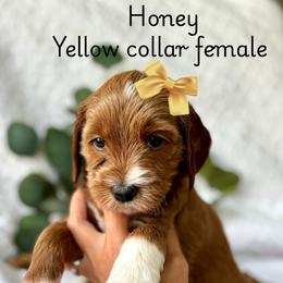 Cavalier King Charles Spaniel and Goldendoodle Puppies from Buck's pups