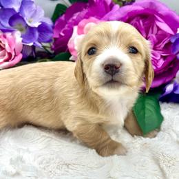 Lucy - Cream female Dachshund puppy in Exeter, California from Sawtooth Miniature Dachshunds