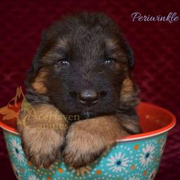 Peri - Black and red male German Shepherd puppy in Orlando, Florida from AceHaven Canines