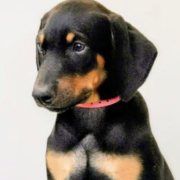 Pink Collar - Black and rust male Doberman Pinscher puppy in Austin, Texas from Tycho's Dobermans