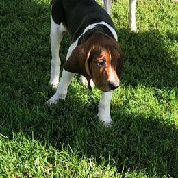 Pale blue - Tri-colored male Treeing Walker Coonhound puppy in Vermontville, Michigan from Stackem Up Kennel