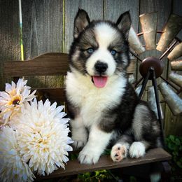 Timber - Agouti and white male Siberian Husky puppy in Union Grove, Alabama from Southern Siberian Life