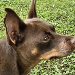 Miniature Pinschers from Mad MinPin House of Illinois