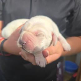 Yellow Male 2 - Yellow male Labrador Retriever puppy in Conway, Missouri from Patton's Triple Pine Farm