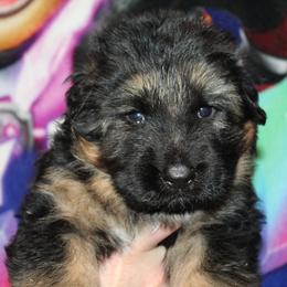 Boy 1 - Black and red male German Shepherd puppy in Fenton, Michigan from Home Base Shepherd