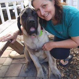 Mastiff and Neapolitan Mastiff Puppies from Sims English Mastiffs
