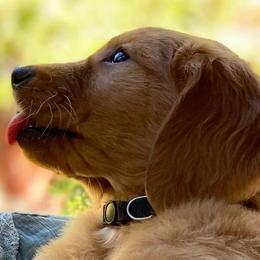 Golden Retriever Puppies from Rowan Retrievers