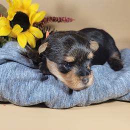 Orange collar girl - Black and tan female Yorkshire Terrier puppy in Jacksonville, Florida from Yorkieology