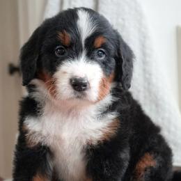 Camille - Tri-color female Bernedoodle puppy in Folsom, Louisiana from DoodlesFarmCo
